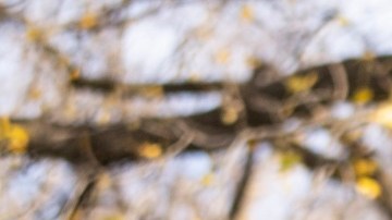 Defensores de inmigrantes piden al Senado no tomar en cuenta la opinión de la parlamentaria.