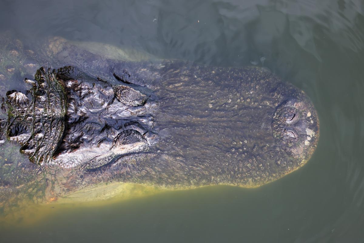 Florida podría permitir la caza de caimanes las 24 horas del día - El  Diario NY