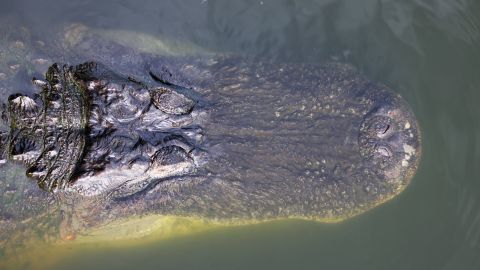 caimán en florida