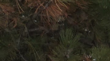 Tiroteo escuela Michigan