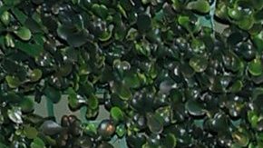 Lele Pons y Guaynaa.