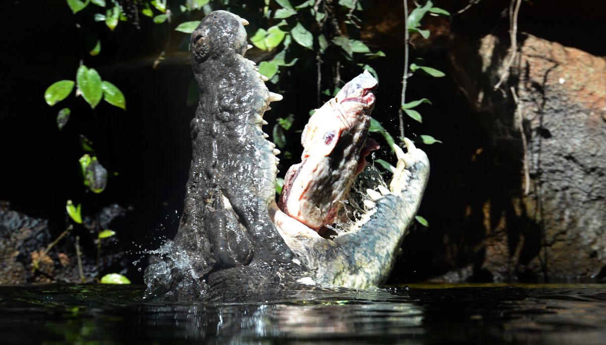 “Boofhead”, un cocodrilo de unos 13 pies, ya es célebre entre los pescadores de esa zona del río.