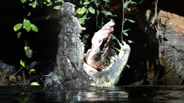 “Boofhead”, un cocodrilo de unos 13 pies, ya es célebre entre los pescadores de esa zona del río.
