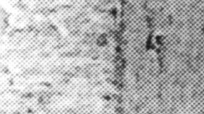 Video: Captan a supuesta rata gigante en calles de Nueva York