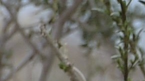 pinguinos argentina