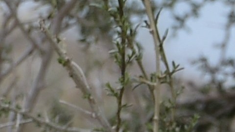 pinguinos argentina