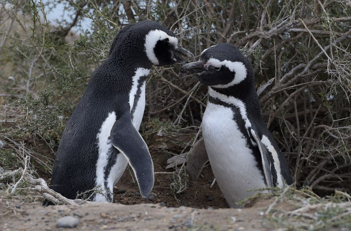 Reportan la matanza de pichones de pingüino y la destrucción de nidos de esa especie.
