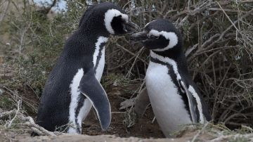 pinguinos argentina