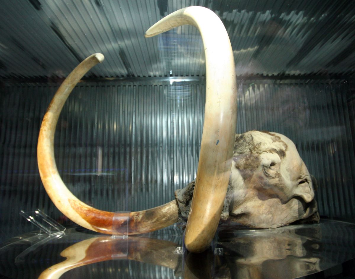 Photos: Remains of a 10,000-year-old mammoth found in Puebla, Mexico - American Post