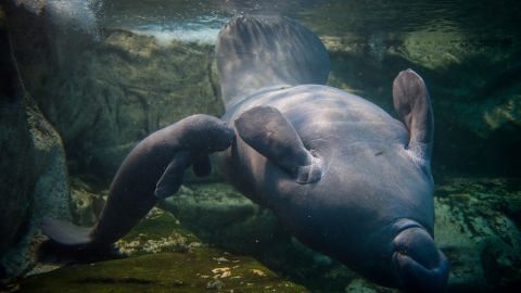 Mil manatíes han muerto en Florida en 2021.