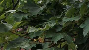 Debido al mensaje en una sucursal de IHOP la cadena enfrenta crítcias.