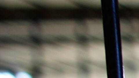 El niño entró en una zona enjaulada, donde sus abuelos criaban perros.