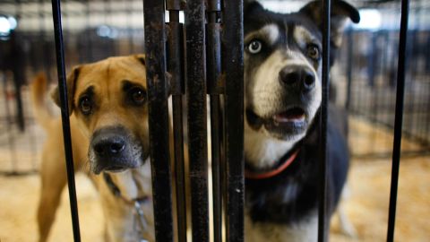 El niño entró en una zona enjaulada, donde sus abuelos criaban perros.