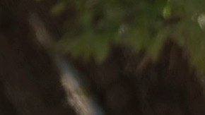 Las autoridades de Texas están en búsqueda de una niña de 3 años desaparecida.