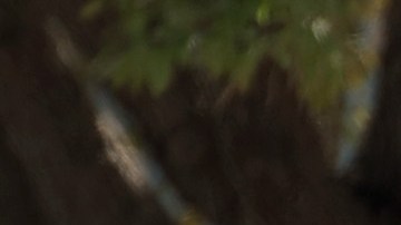 Las autoridades de Texas están en búsqueda de una niña de 3 años desaparecida.