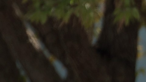 Las autoridades de Texas están en búsqueda de una niña de 3 años desaparecida.