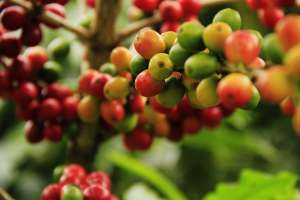 El color real de los granos de café y otros datos impactantes sobre la cafeína