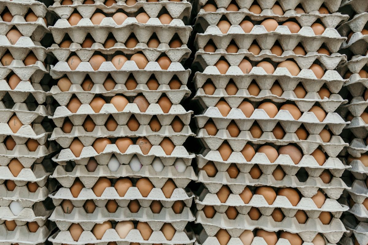 Kroger, the largest supermarket chain in the United States, will integrate a new option of eggs to its repertoire