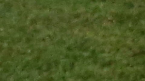 Javier Mascherano
