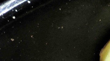 Muslos de pollo asados