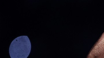 Anthony Joshua v Oleksandr Usyk - Heavyweight Title Fight