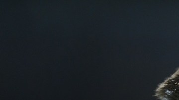 Norwich City v Aston Villa - Premier League