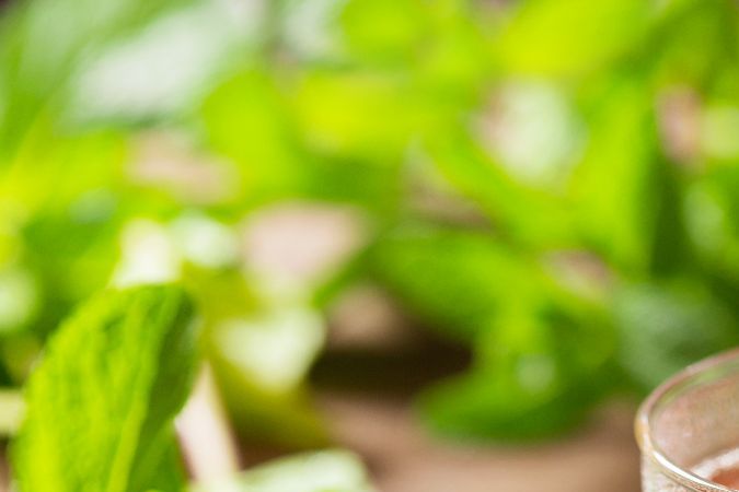 Té de menta para bajar de peso