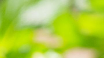 Té de menta para bajar de peso