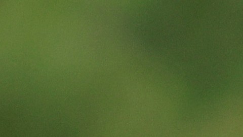 Tiger Woods reapareción junto a su hijo Charlie