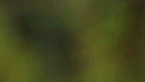 Tiger Woods vuelve a la acción con su hijo