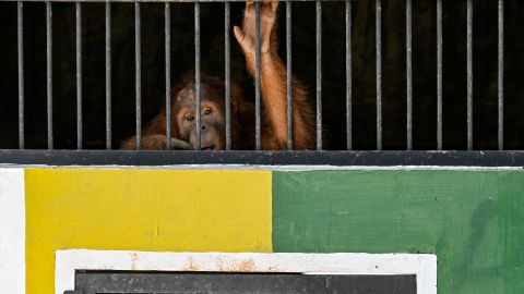 FOTOS: Detienen a 5 personas en El Salvador por transportar 88 animales en peligro de extinción