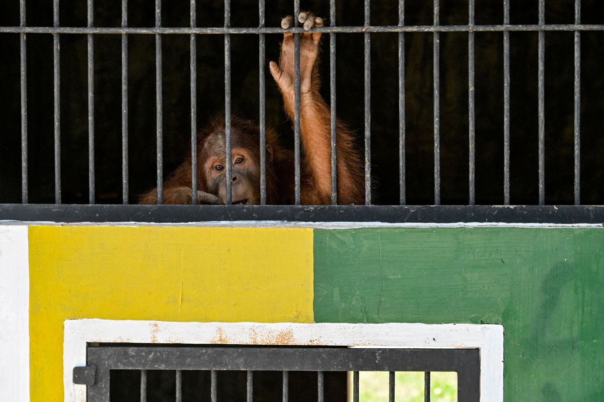 Cinco personas que transportaban animales en peligro de extinción han sido detenidas en El Salvador.