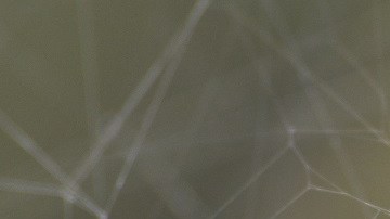 araña joro