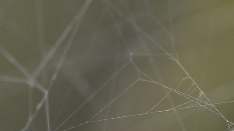 araña joro