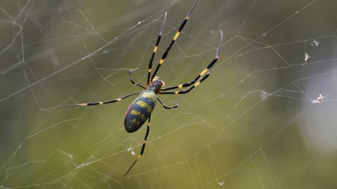 araña joro