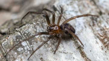 Una araña cangrejo gigante interrumpe conferencia de prensa en Australia
