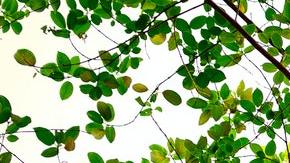 Árbol genealógico más antiguo