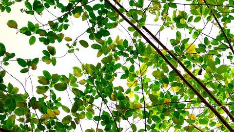 Árbol genealógico más antiguo