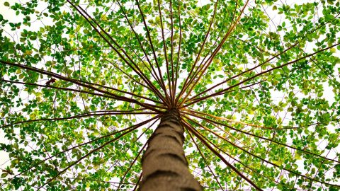 Árbol genealógico más antiguo