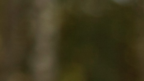 Boda viral San Luis Potosí