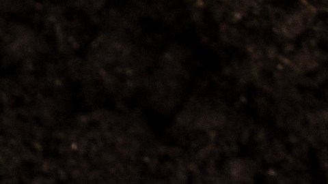 Extinción ser humano