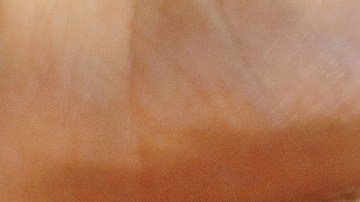 La verdad sobre el video viral de una mujer "amamantando" a un gato en un avión