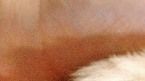 La verdad sobre el video viral de una mujer "amamantando" a un gato en un avión
