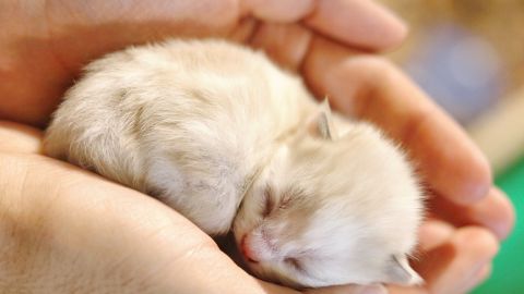 La verdad sobre el video viral de una mujer "amamantando" a un gato en un avión