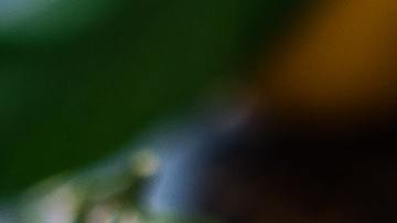 Jesucristo mandarina viral