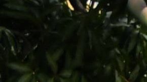 Miembro de la comunidad LGBTQ+ fue apuñalado: su presunto agresor es detenido en Honduras