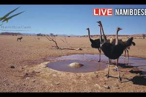 Video: Canal de YouTube emite un abrevadero en Namibia en vivo 24/7
