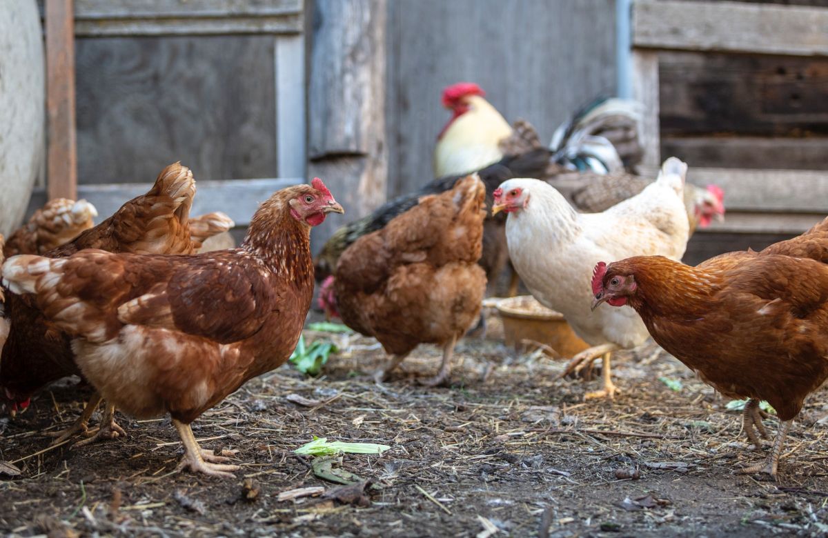 Un granjero perdió 63 gallinas por el estrés del ruido.