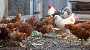 Un granjero perdió 63 gallinas por el estrés del ruido.