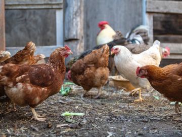 Un granjero perdió 63 gallinas por el estrés del ruido.